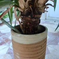 گل بنسای یوکا بزرگ و زیبا|گل و گیاه طبیعی|شیراز, دارالرحمه|دیوار