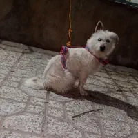 سگ شیتزو تریر ماده