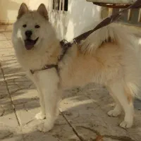 واگذاری ساموئید ماده