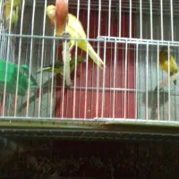 تعدادی قناری وفنچ|پرنده|خوی, |دیوار