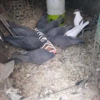 کفتر زاغ ریشی|پرنده|زرند, |دیوار