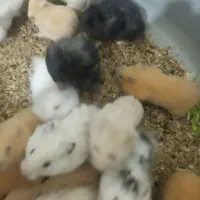 بچه همستر و همستر بالغ سالم و سرحال|موش و خرگوش|سنندج, |دیوار