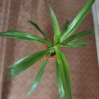 گل اشک ملکه|گل و گیاه طبیعی|مبارکه, |دیوار