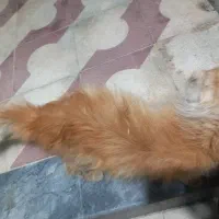 واگذاری پرشین طلایی