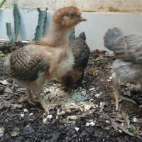 فروش جوجه یک ماهه