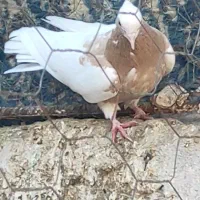 کبوتر  پرنده طوقی|پرنده|اسفرورین, |دیوار