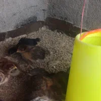 جوجه گلپایگان