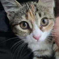 واگذاری گربه