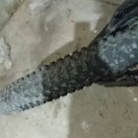 دوچرخه|دوچرخه، اسکیت، اسکوتر|ارومیه, |دیوار