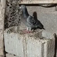 کبوتر پلاکی ماده