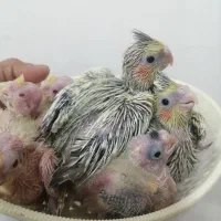 پرورش عروس هلندی