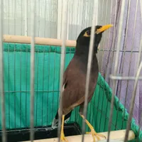 مرغ مینا سخنگو|پرنده|اسلام‌شهر, |دیوار