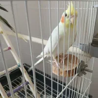 فروش عروس هلندی نژاد  لوتیتو نر