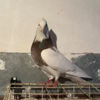 طوقی|پرنده|شاهینشهر, حافظ شمالی|دیوار