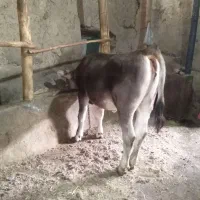 گوساله سیمنتال