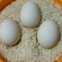 تخم نطفه دار ابریشمی و کوشین