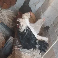 مرندی ، لهستانی ، محلی ،