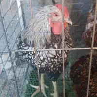 ویاندوت بلک رد اورنج سیلور بوقلمون بیوتی