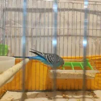 مرغ عشق مولد