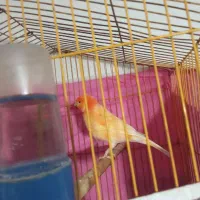 قناری زیبا|پرنده|نیشابور, هفده شهریور|دیوار