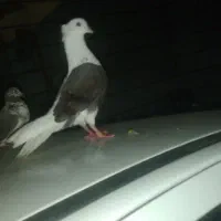 کفتر کبوتر خوشنه