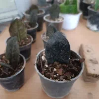 برگ زامیفولیا بلگ سبز