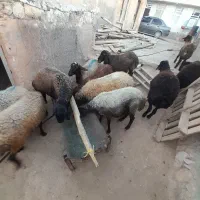 بره