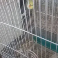 یه جفت  عروس هلندی نر و ماده