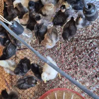 جوجه گردن لخت و کاکلی و گلپایگان