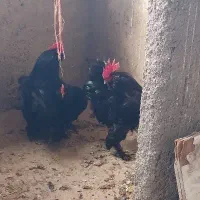 تخم مرغ نطفه دار مرغ سیاه مرندی