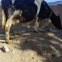 گوساله/گاو|حیوانات مزرعه|تبریز, |دیوار