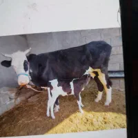 یک گاو با گوساله|حیوانات مزرعه|مسجد سلیمان, |دیوار