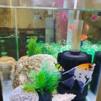 آکواریوم ماهی|ماهی|بندرعباس, |دیوار