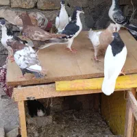 سلام کفتر معاوضه