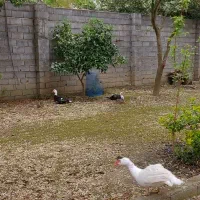 غاز و اردک اسرائیلی بالغ بهترین نژاد