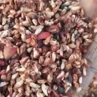 خوراک دام طیور هسته انار