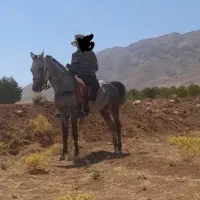 نریان درشوری چهارساله پرخون باشجره ومدرک