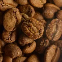 قهوه روبوستا