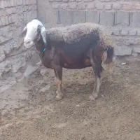 میش آبستن