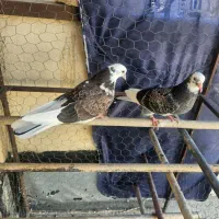 کبوتر جوجه گمشده