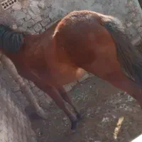 کره اسب|اسب و تجهیزات اسبسواری|تاکستان, |دیوار