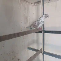 جوجه مفلق|پرنده|کاشان, پشت شهربانی|دیوار