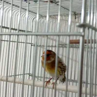 سهره قناری دهن لر