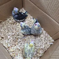 جوجه عروس هلندی|پرنده|پاکدشت, پاکدشت (مامازند)|دیوار