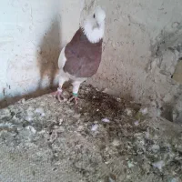 نرطوقی خال سیاه