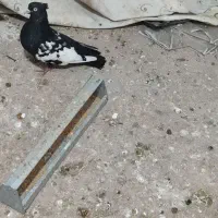 کفتر سینه سیاه پولکی ابلغ سفید