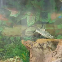 Sliver Sh-ark|ماهیگیری|یزد, |دیوار