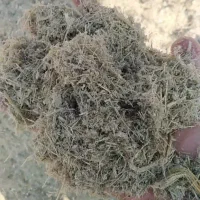 باگاس نیشکر ،کاه نیشکر،ملاس|عمده‌فروشی|هشتگرد, هشتگرد قدیم|دیوار