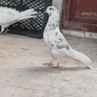 کفتر پرشی|پرنده|یزد, |دیوار