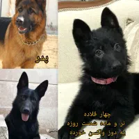ژرمن شپرد سگ نگهبان